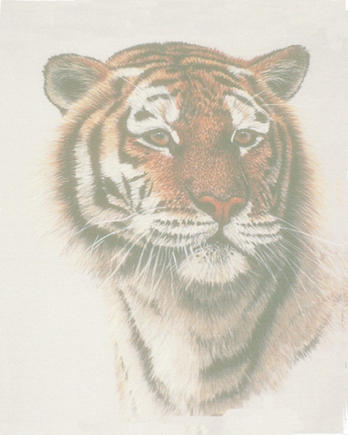 #16 tiger